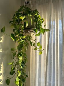 🌱 Evinde Kolayca Bakabileceğin 5 Başlangıç Bitkisi whatsapp image 2026 01 22 at 1.41.00 am